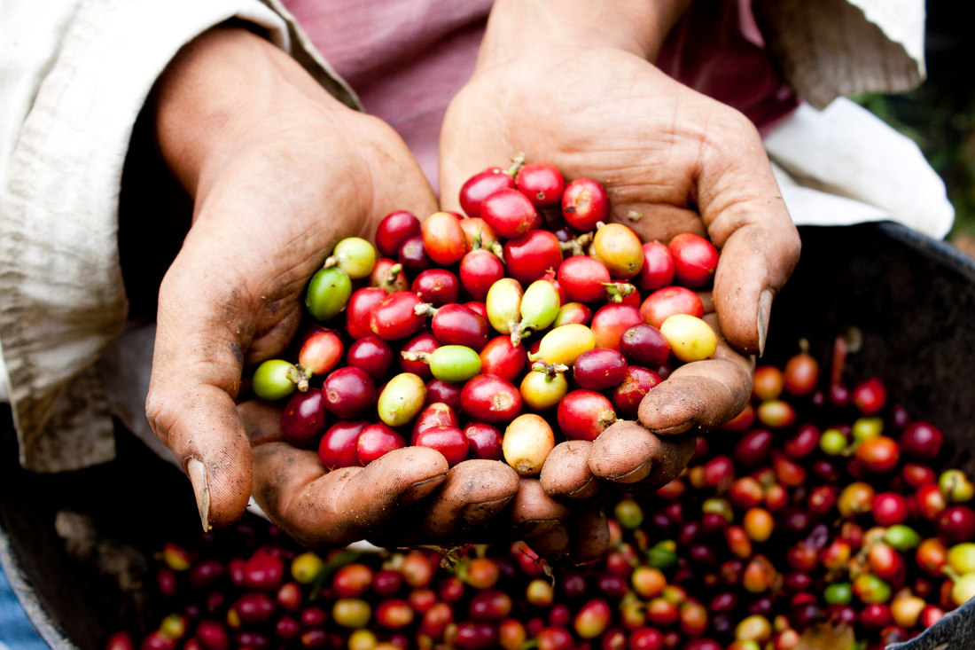 Ratio Roast for Wholesale Coffee Supplies