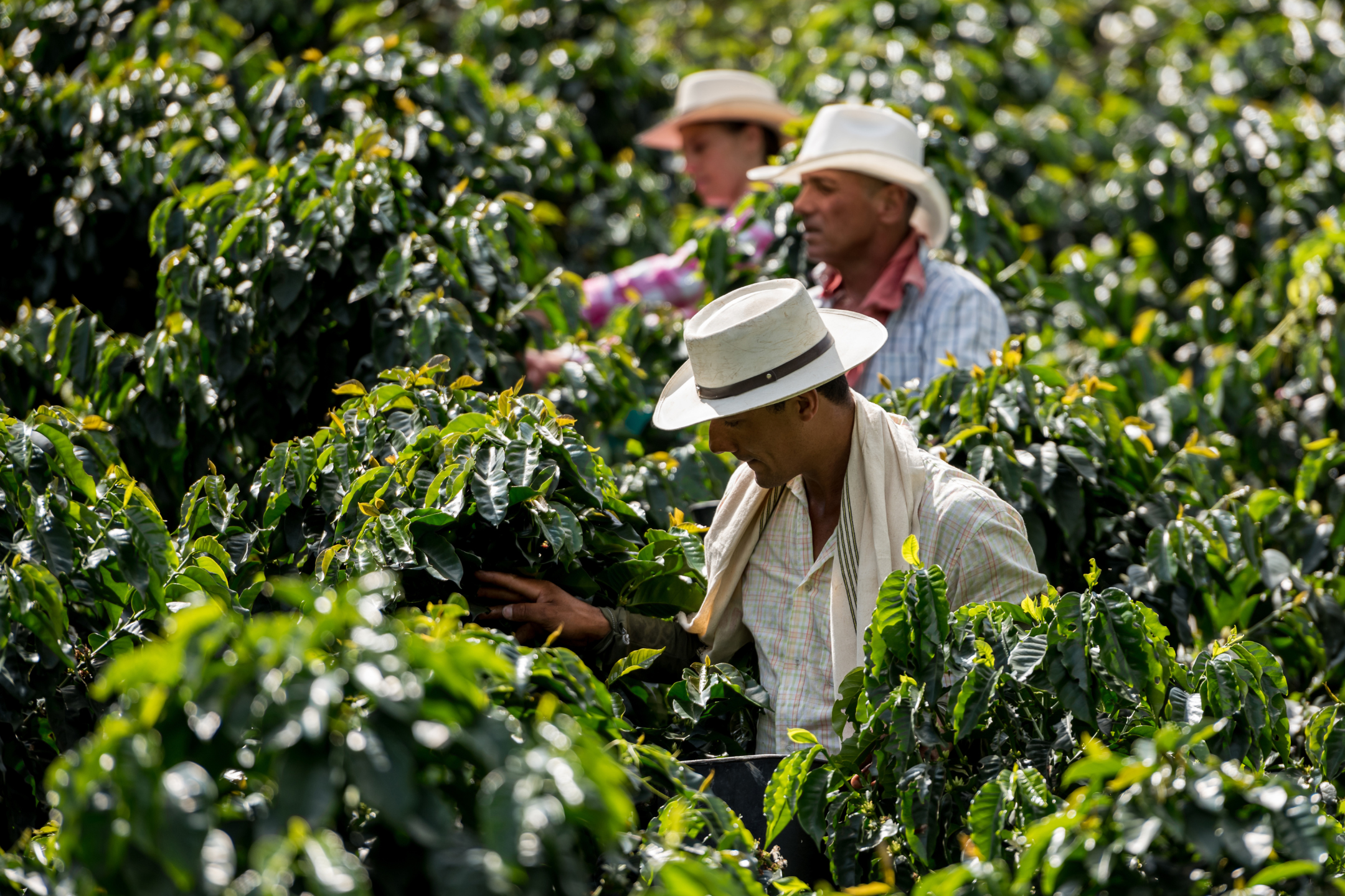 From Cauca with Care: The Story Behind Our Colombia Gran Galope Coffee