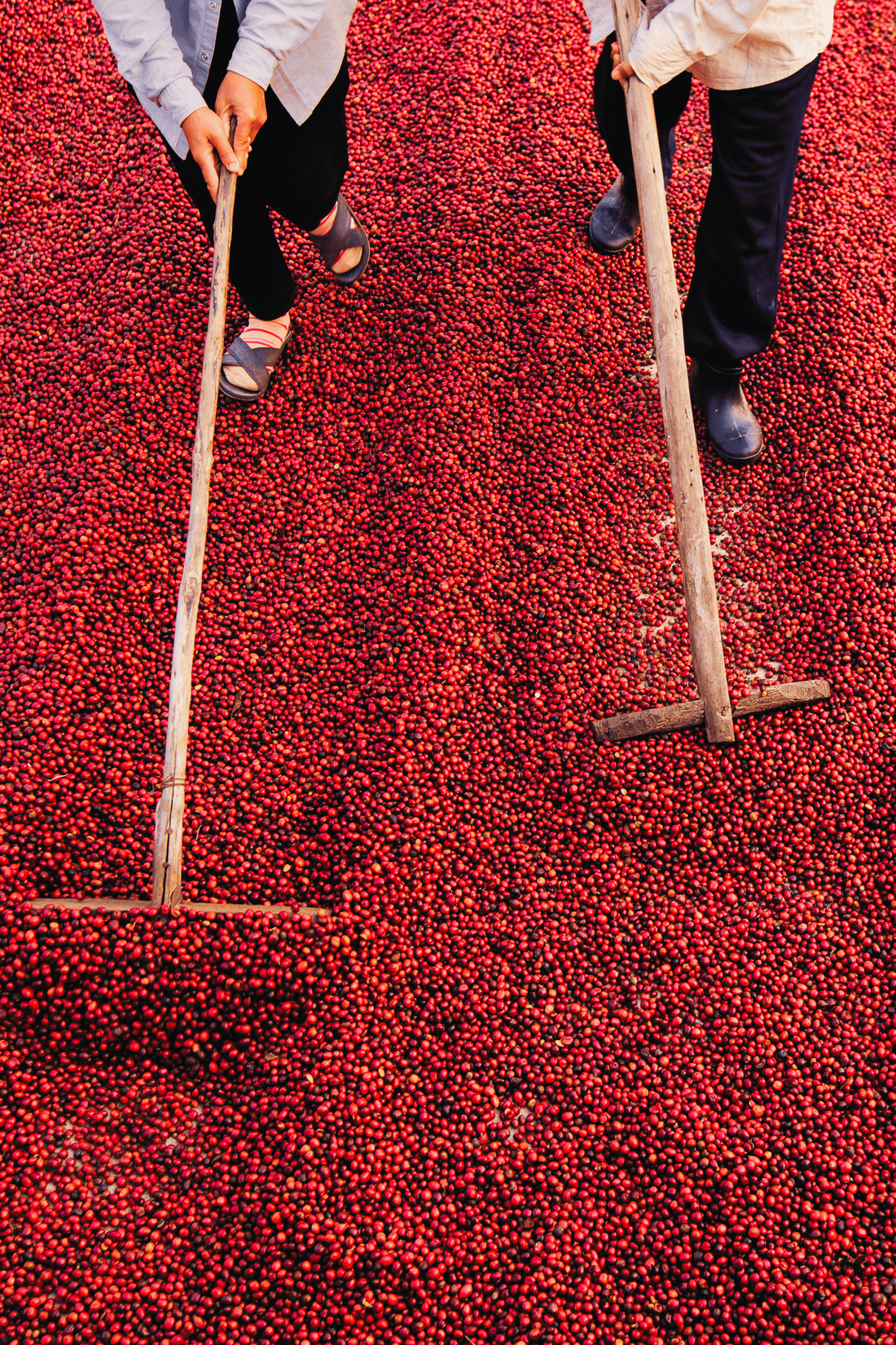 Ratio Roast Specialty Coffee – Redefining the Coffee Experience