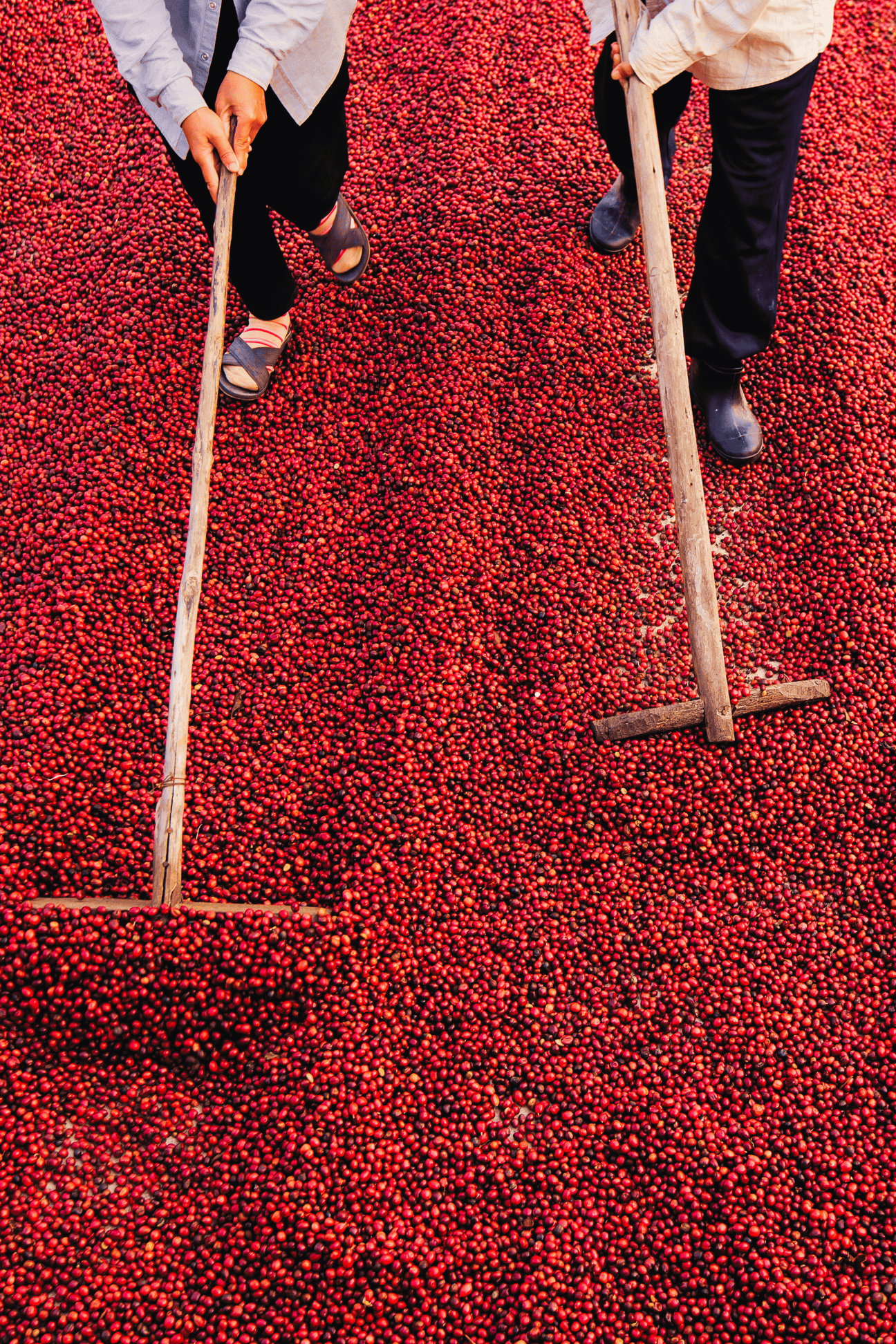 Ratio Roast Specialty Coffee – Redefining the Coffee Experience