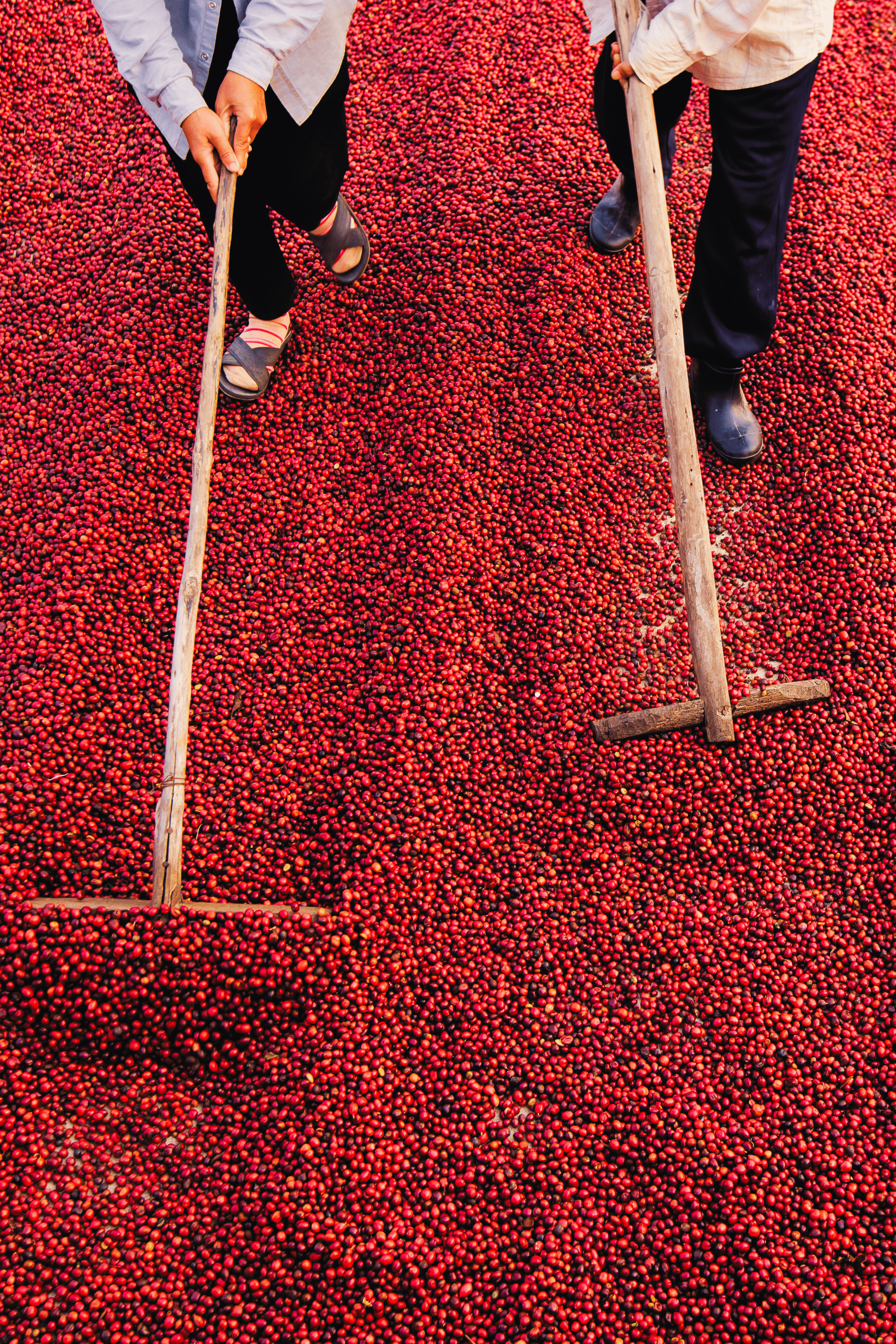 Ratio Roast Specialty Coffee – Redefining the Coffee Experience