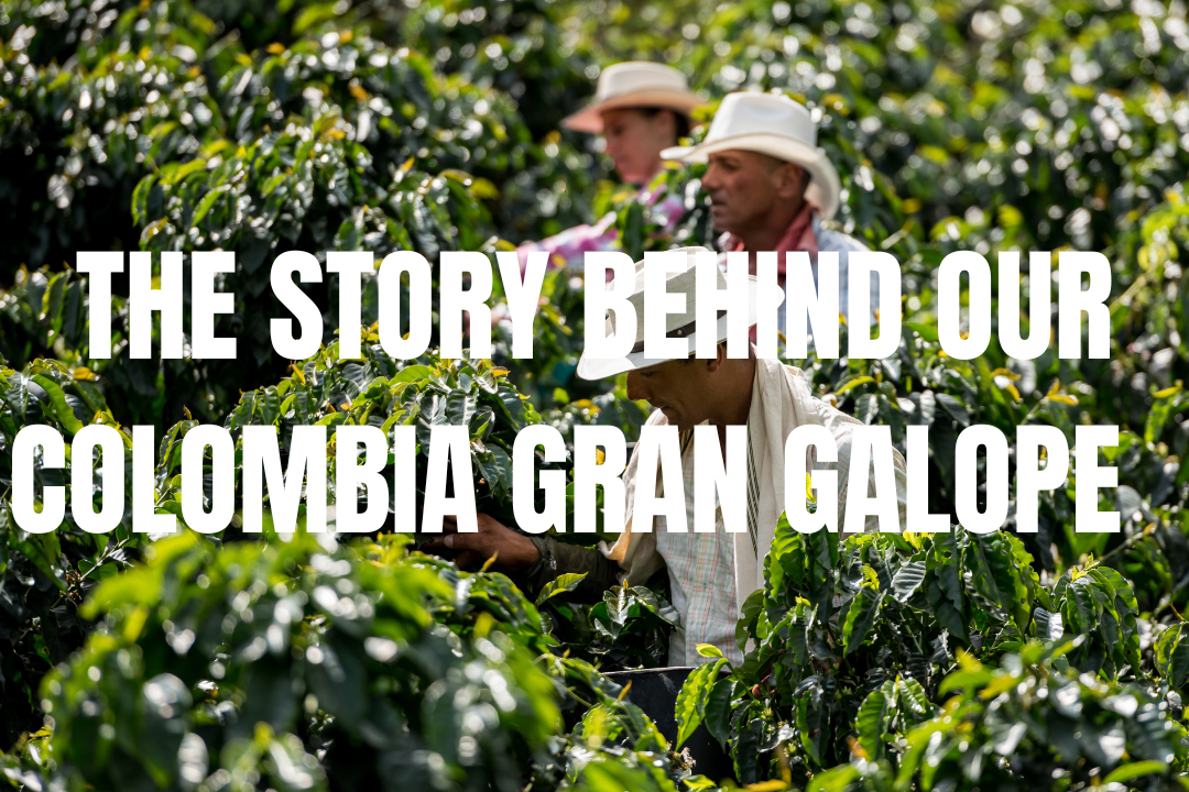 From Cauca with Care: The Story Behind Our Colombia Gran Galope Coffee