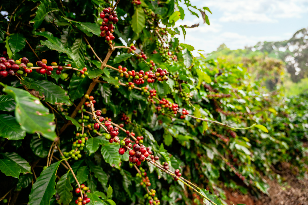 Wholesale Coffee Supplier California | Ratio Roast